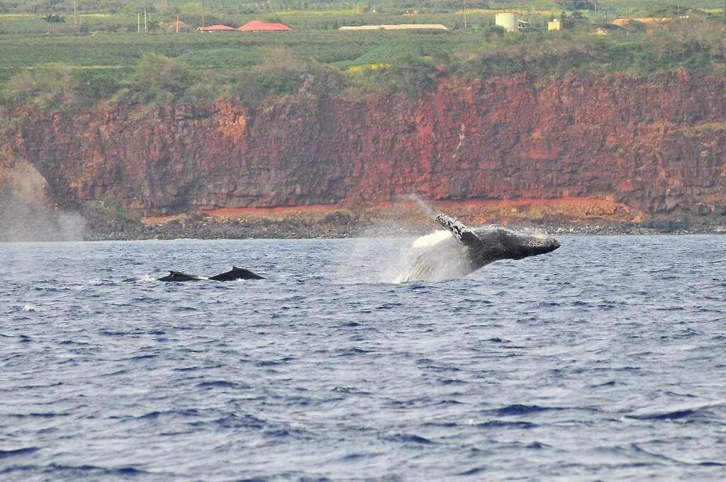 Holiday home Ocean View, Beautiful Sunrise, Private Pool, Walk To Beaches Koloa United States
